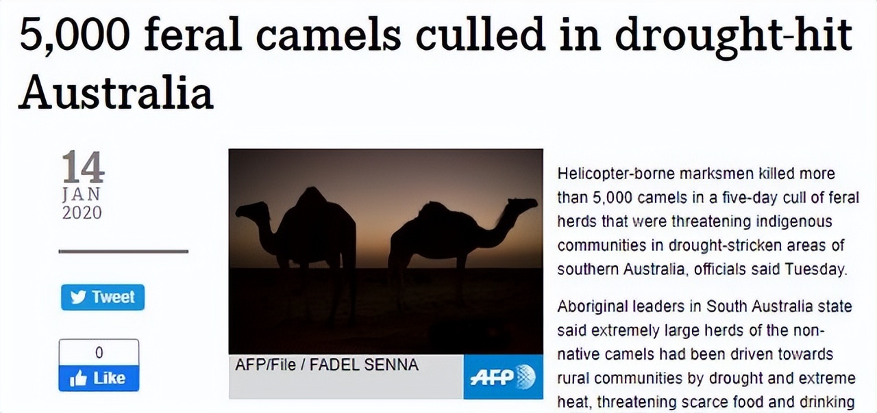 To eliminate more than 1 million camels!Australia carefully arranges