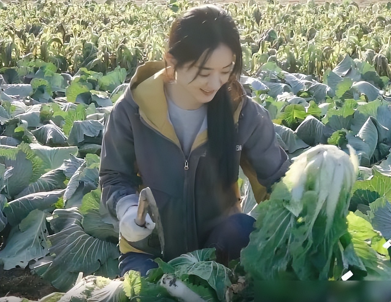 Zhao Liying and Wang Yan both go to the fields to do farm work. One is ...