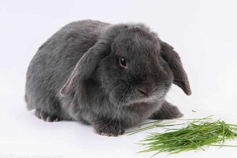 Rabbit Rabbit Experience: How to Treat Rabbit Hairball - iNEWS