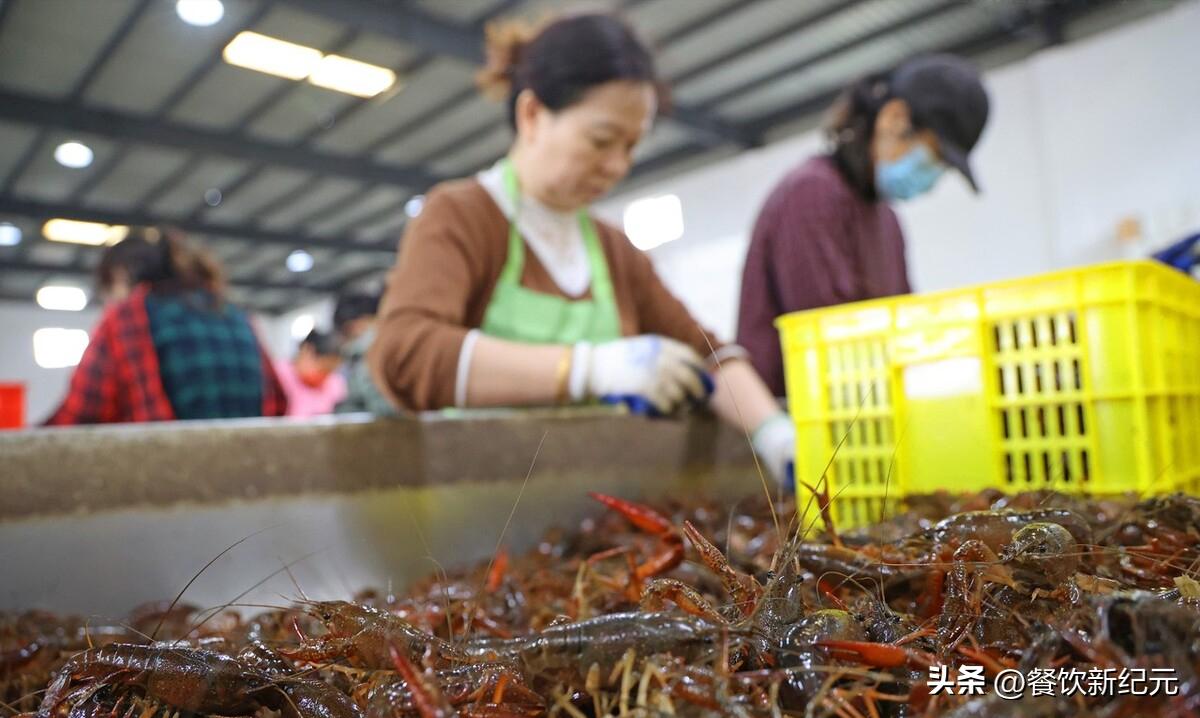 When buying crayfish, should you choose green shells or red shells? The