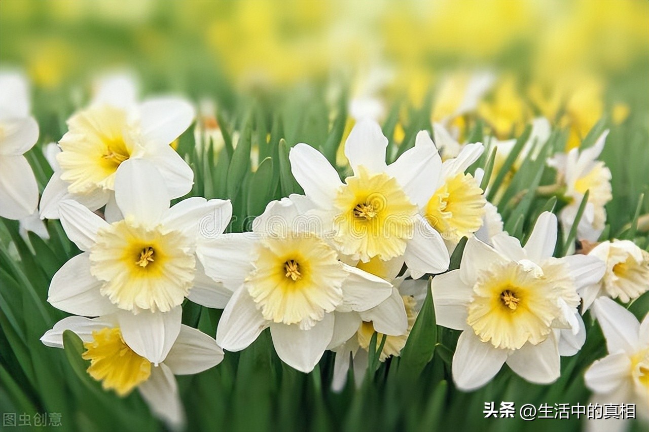Entering September, it is the season for planting daffodils, which can