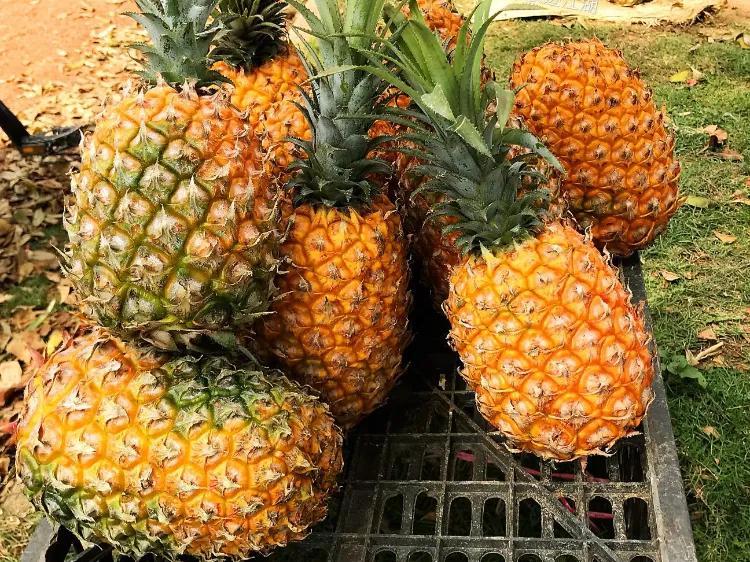 Queen Pineapple iNEWS