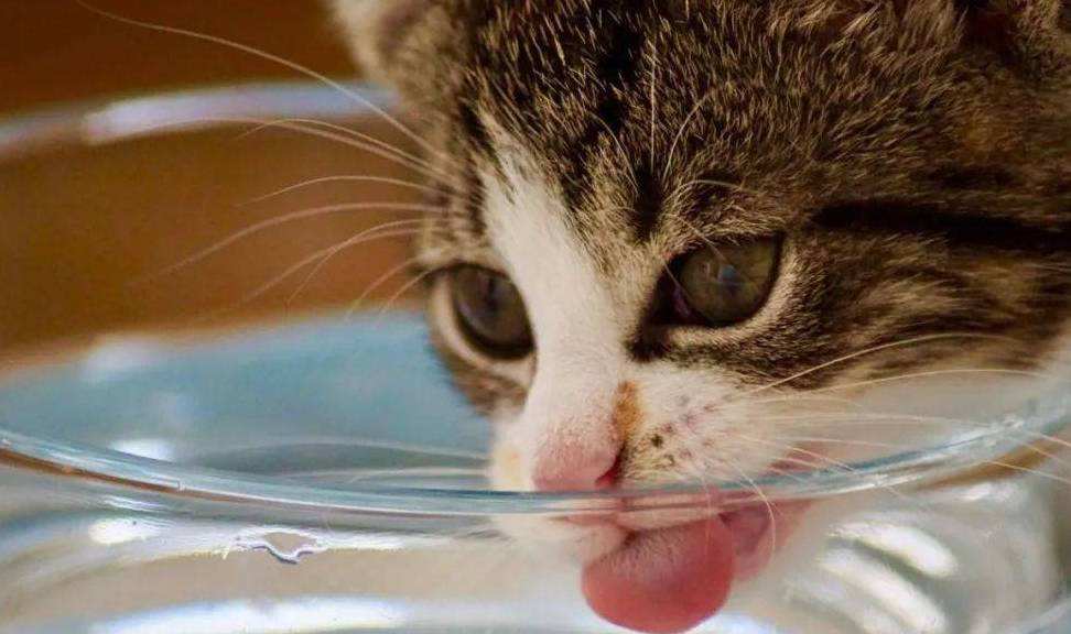 In daily life, why do cats like to drink water with their paws? iNEWS