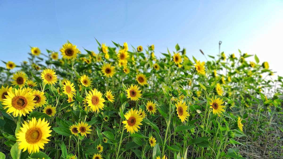 Why do plants grow towards the sun? Understanding light sensing and