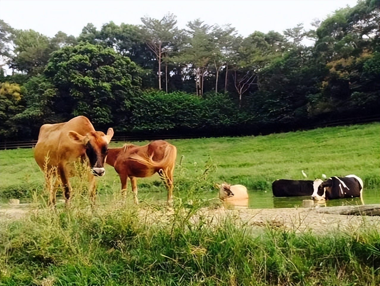 Why do humans eat the meat of herbivores but not carnivores?After