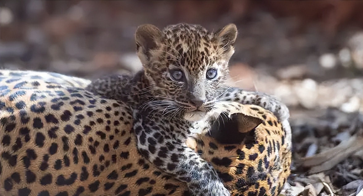 Breastfeeding mother leopard was hunted, Ningxia old man sacrificed his ...