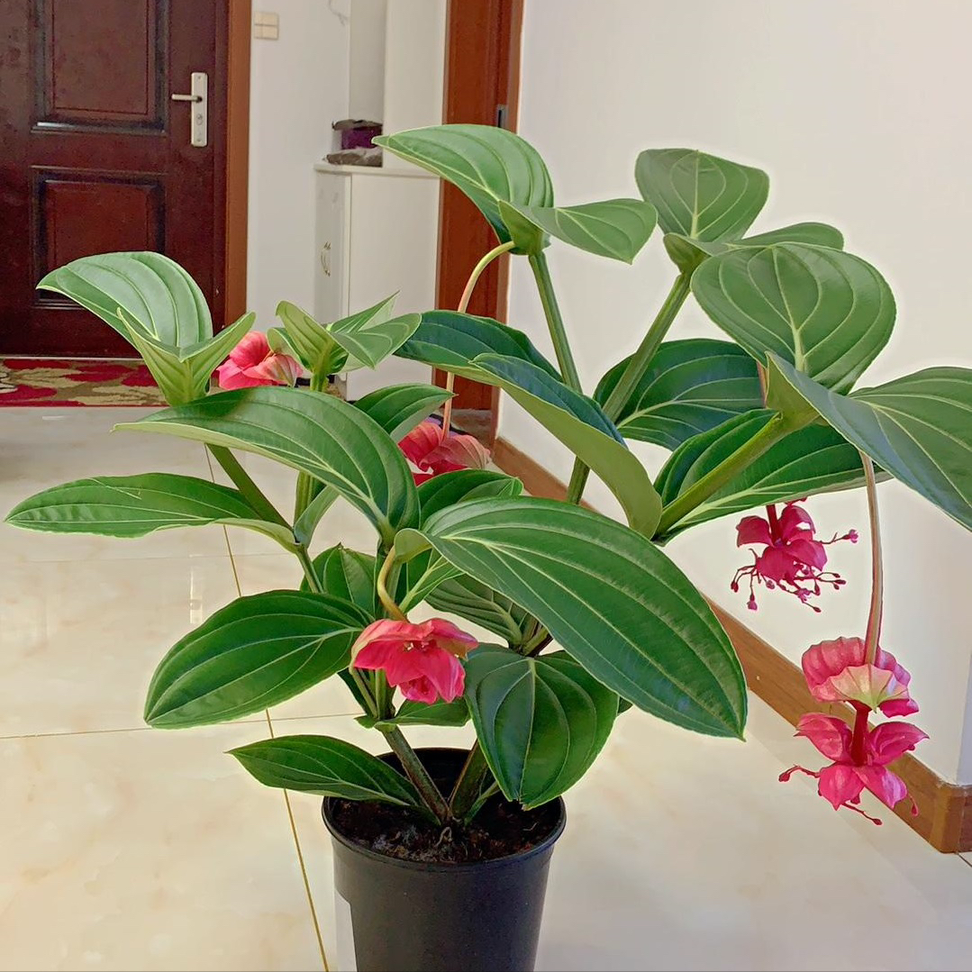 5 kinds of expensive flowers are "losing money", novices should buy