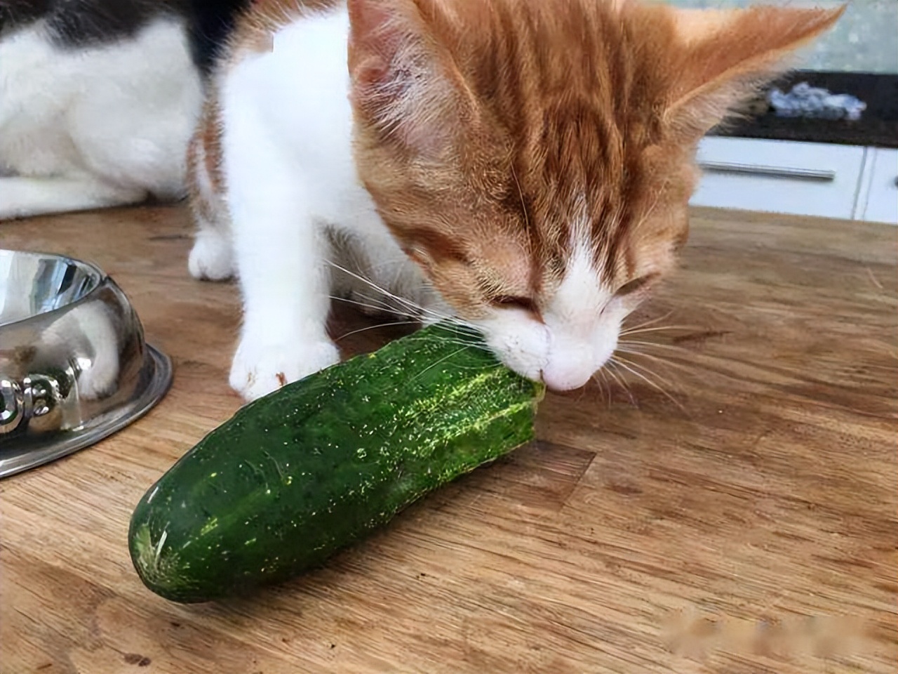 Shocked, cats are afraid of cucumbers, do you know the truth behind it? iNEWS
