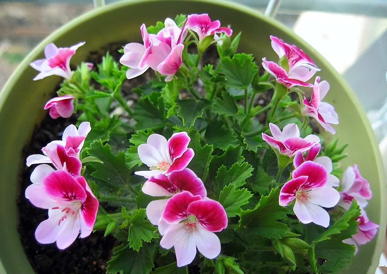 10 kinds of beautiful flowers, can be "cutting" in September, the