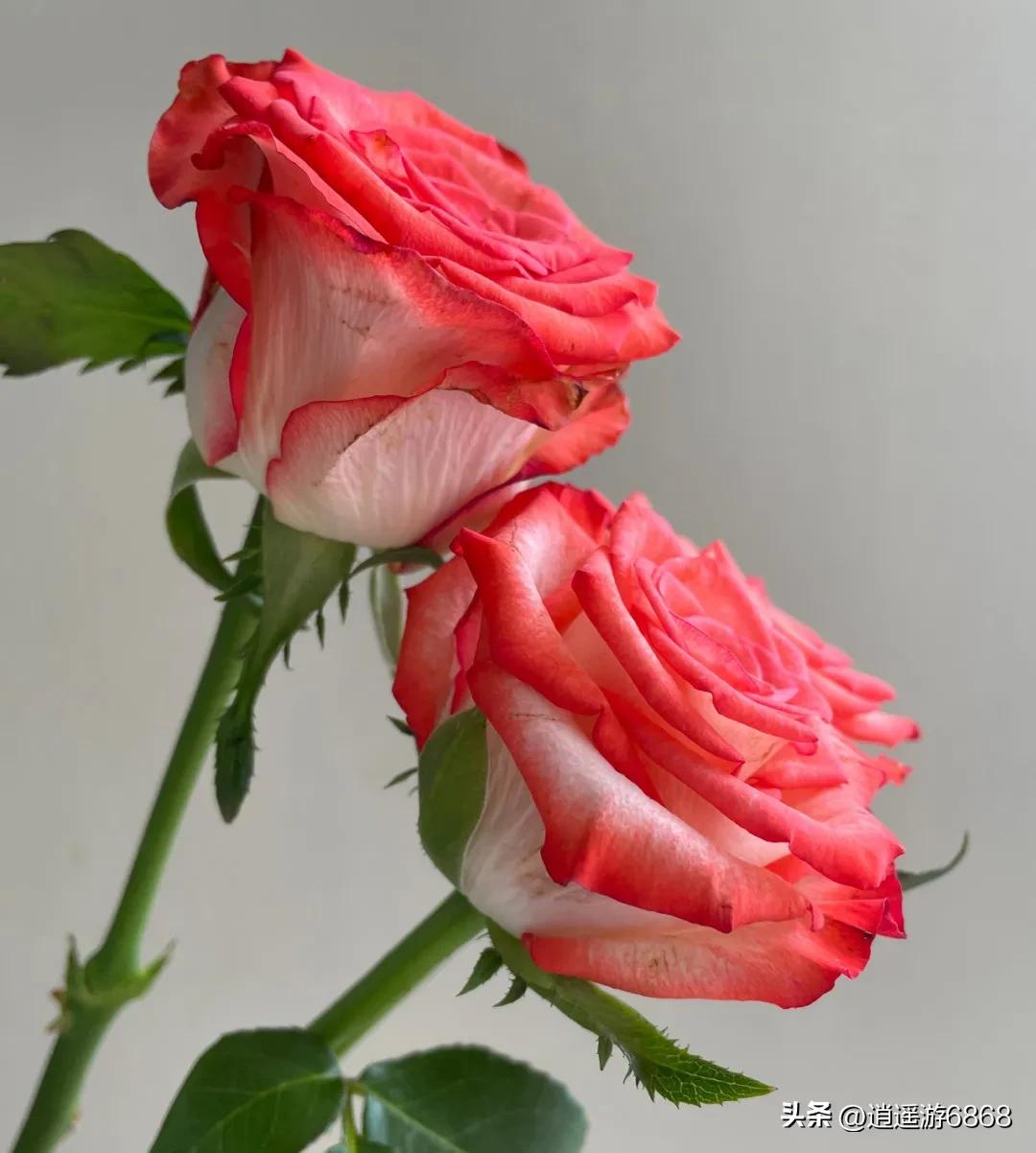 Beautiful picture sharing—beautiful rouge button rose - iMedia