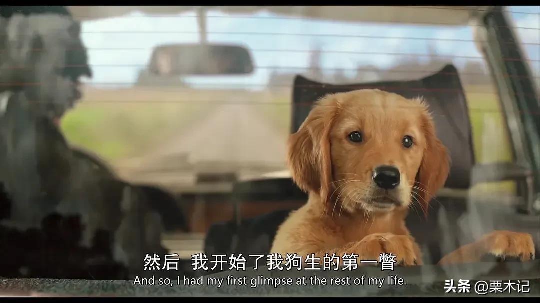 After watching the movie, I decided not to keep a dog - iNEWS