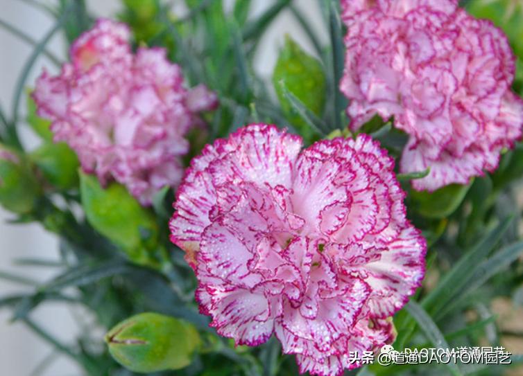Spring Carnations Carnations are actually very easy to maintain. It is no problem to ...