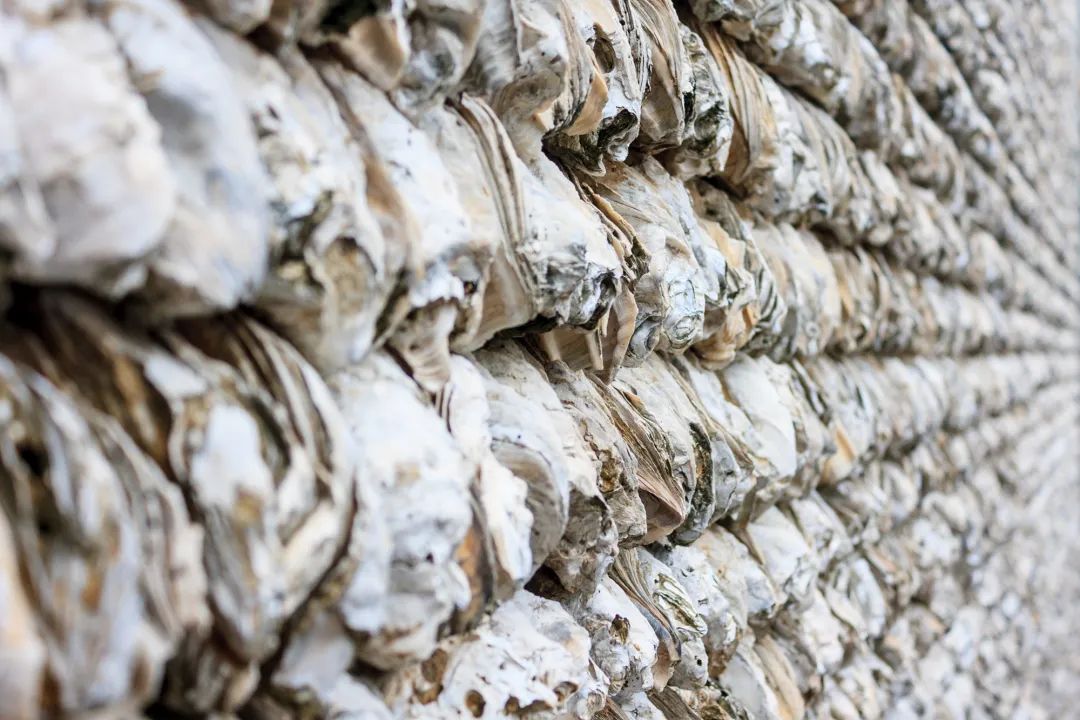 Where is the best oyster in China? iNEWS