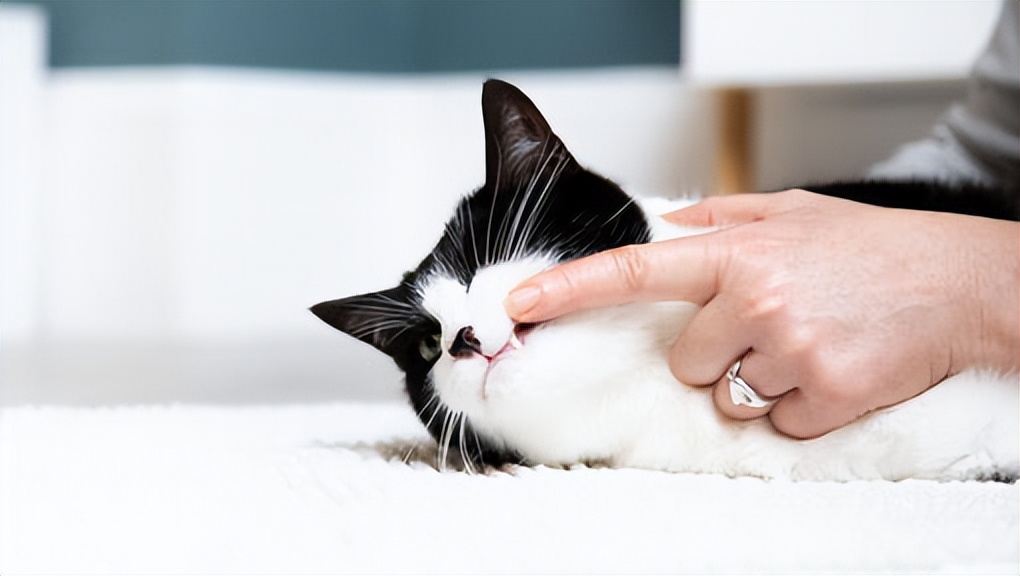 Why is your cat always drooling?May be the cat is feeling stressed and