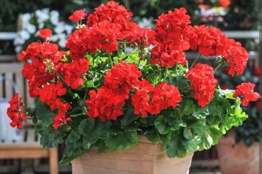 To raise geraniums in September, don't just water, add 1 kind of ...