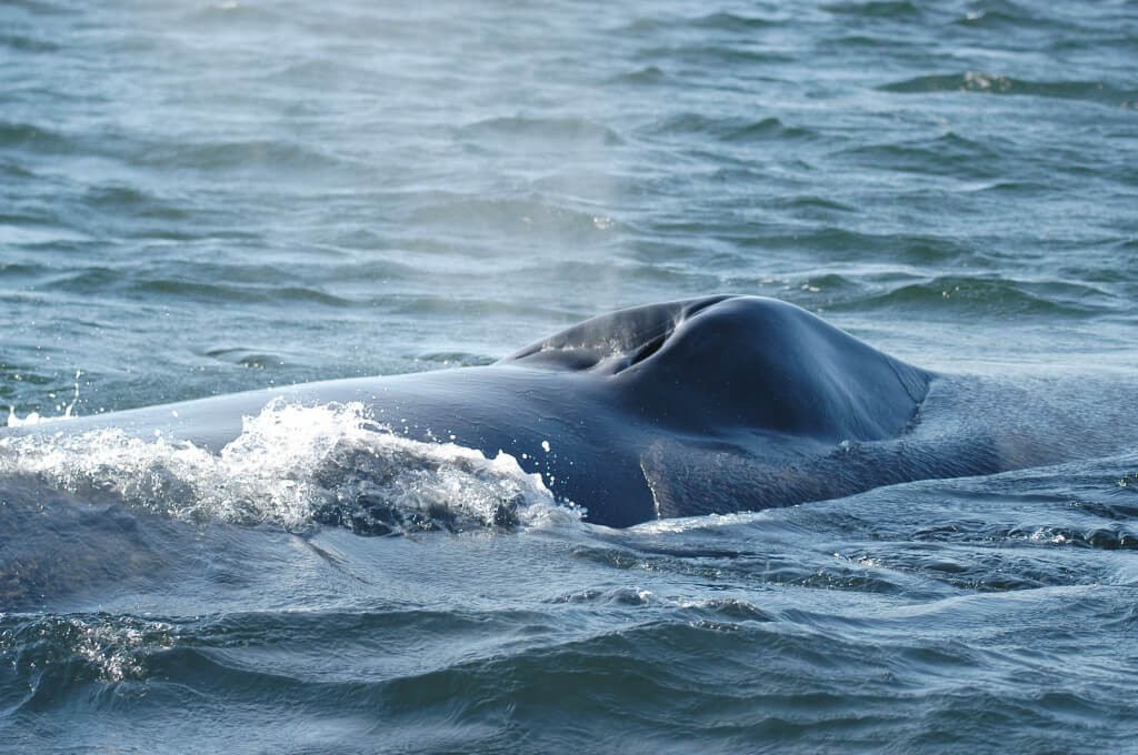 Killer whales regain their ability to hunt blue whales, bite for a long ...