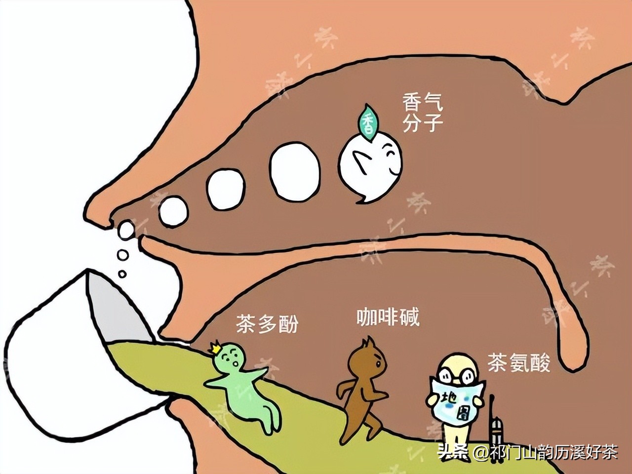 What happens to tea in the body? iNEWS