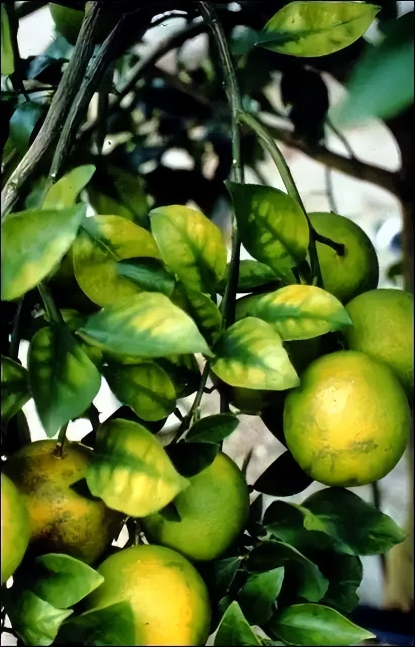 What is the reason for citrus yellow stems to drop fruit?The peak