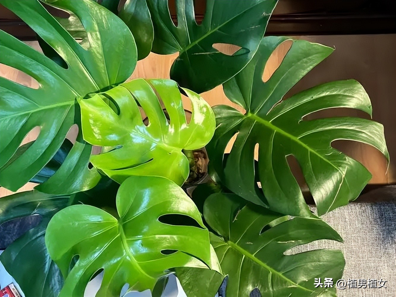 10 kinds of flowers that can "produce oxygen" at night iMedia