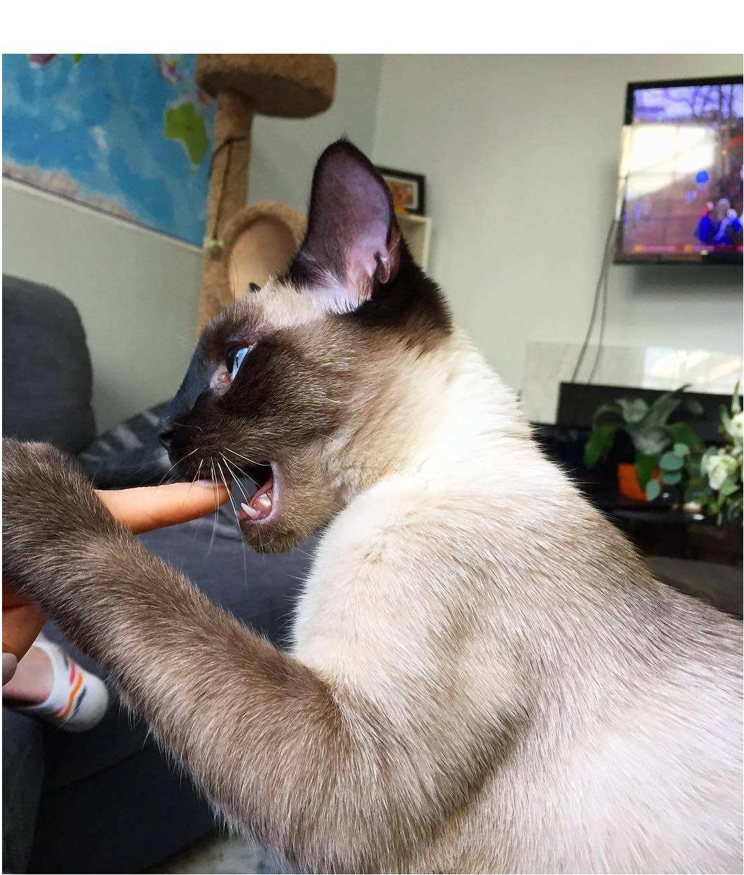 What to do if the cat likes to bite?try these methods iNEWS