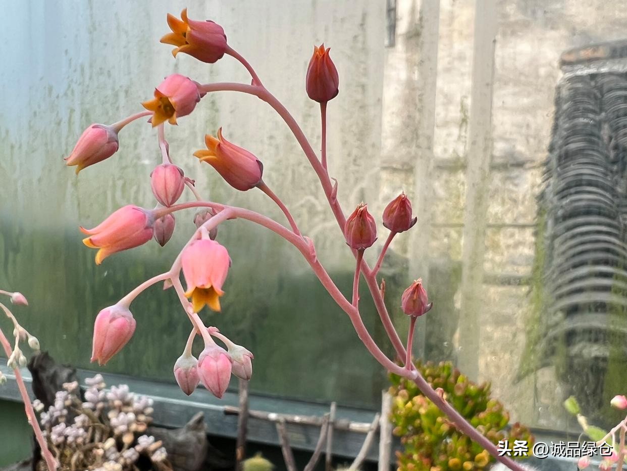 多肉開花了怎麼辦?教你如何正確地剪花劍,還能扦插出更多多肉! - 頭條匯