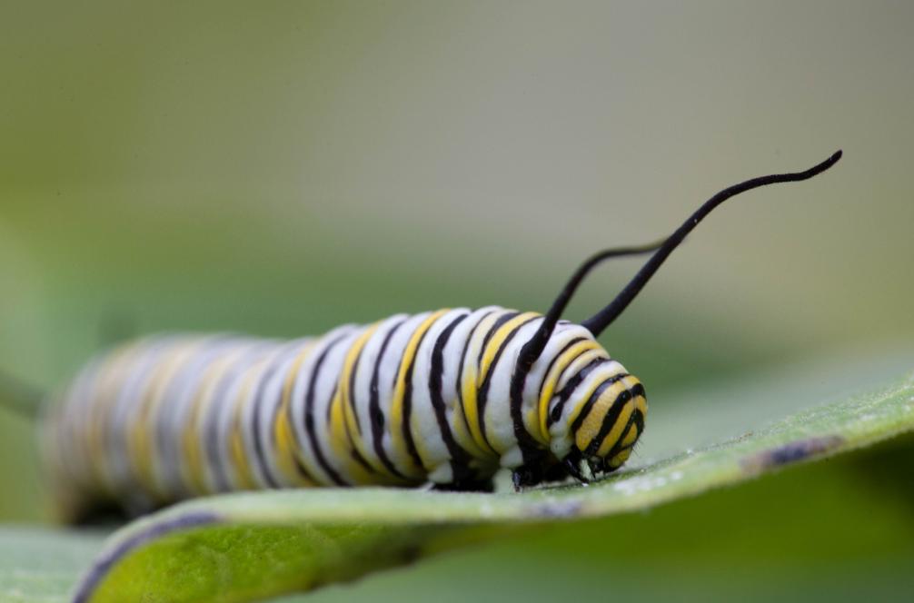How did caterpillars turn into butterflies and moths? iMedia