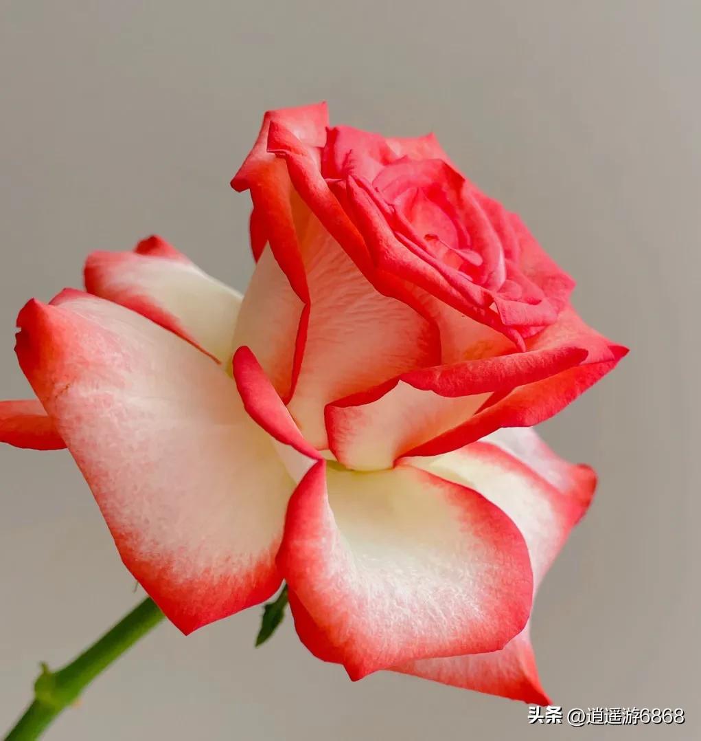 Beautiful picture sharing—beautiful rouge button rose - iMedia