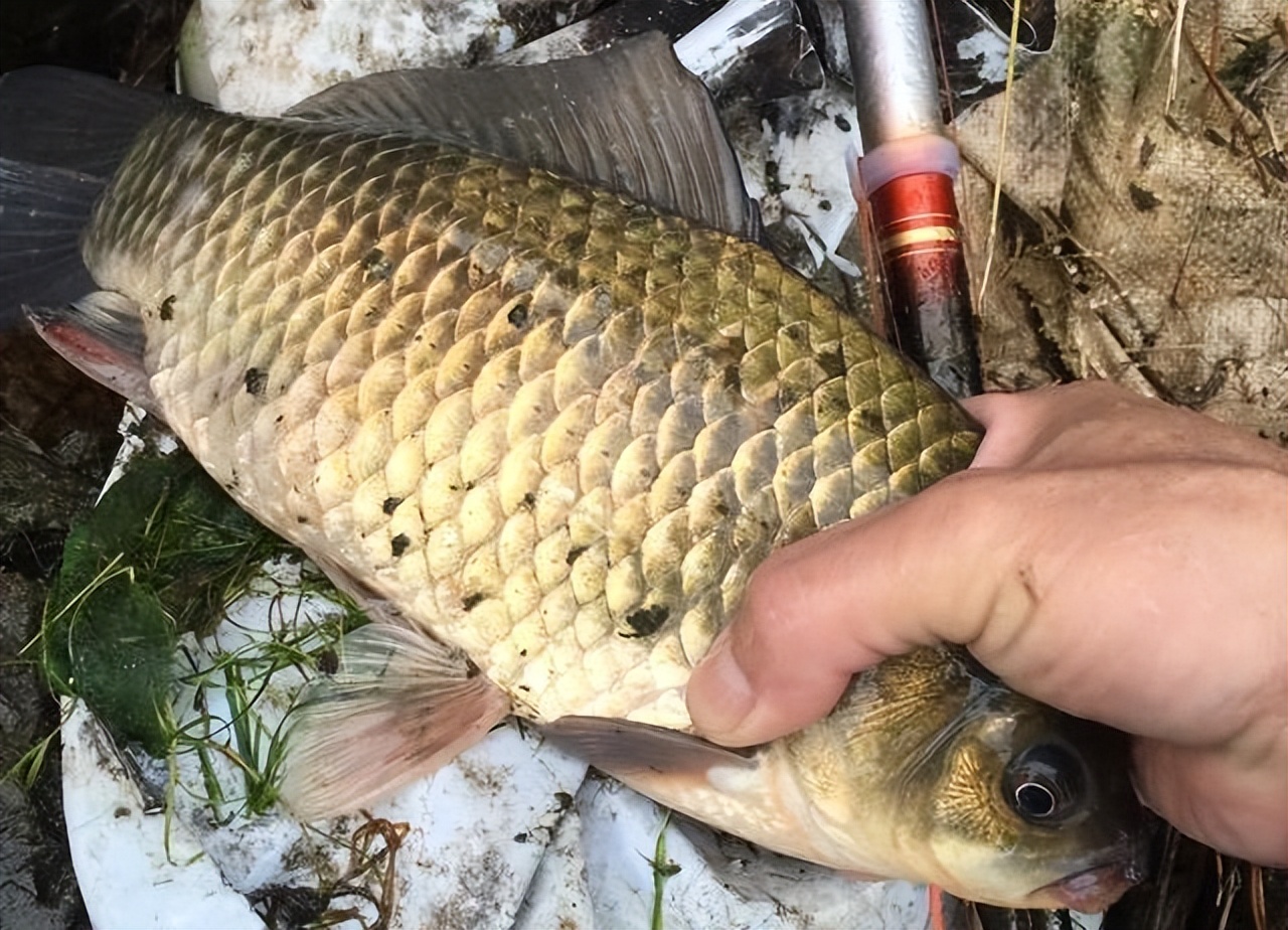 Wild fishing crucian carp, do not know which hook to use?There is a