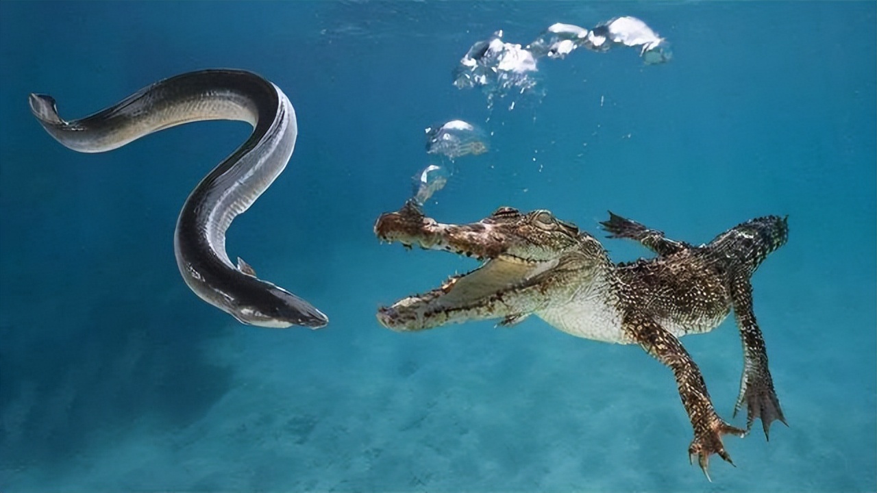 What happens when a crocodile attacks an electric eel? The crocodile