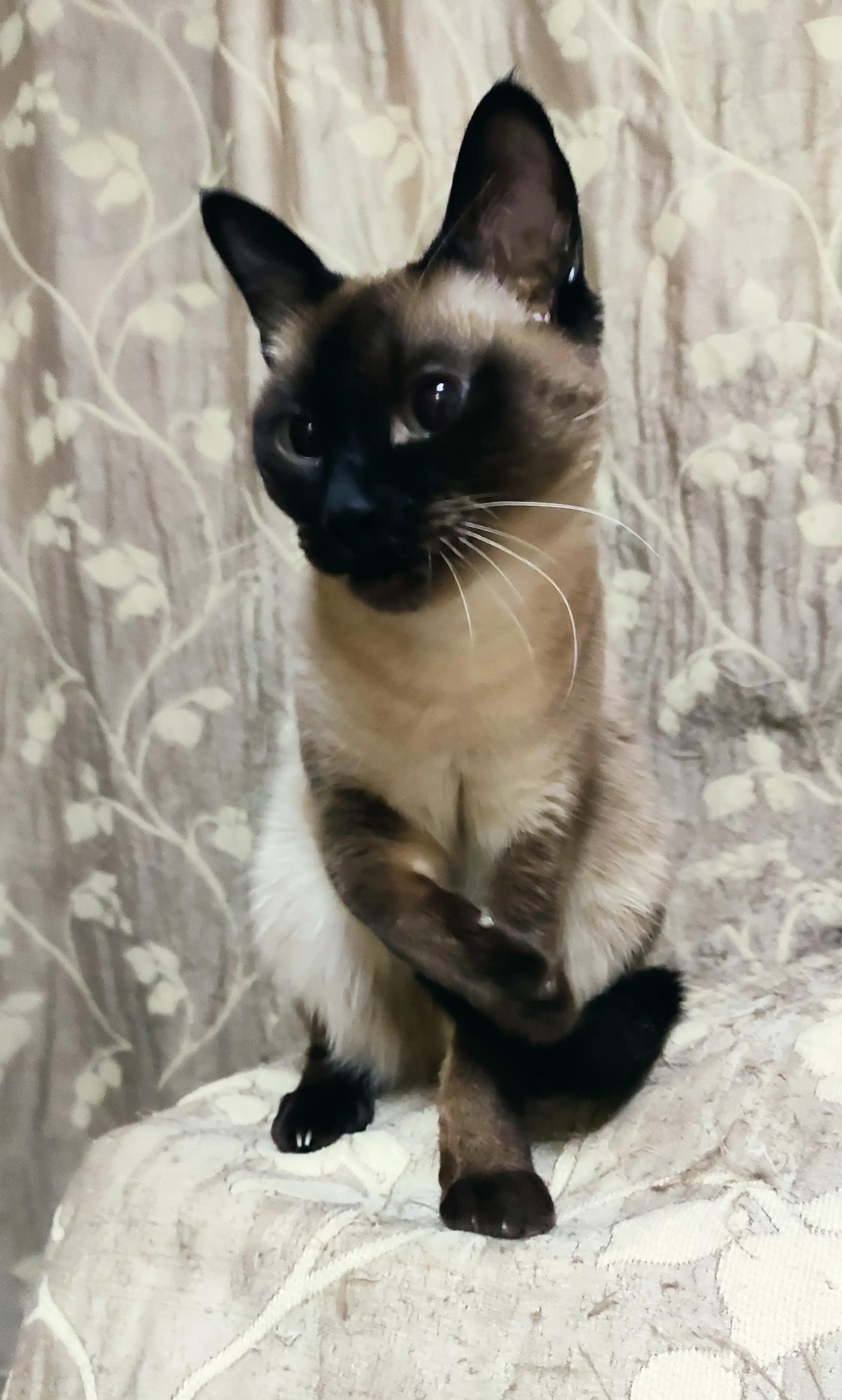 Talk about the bad things my Siamese cat has done iNEWS