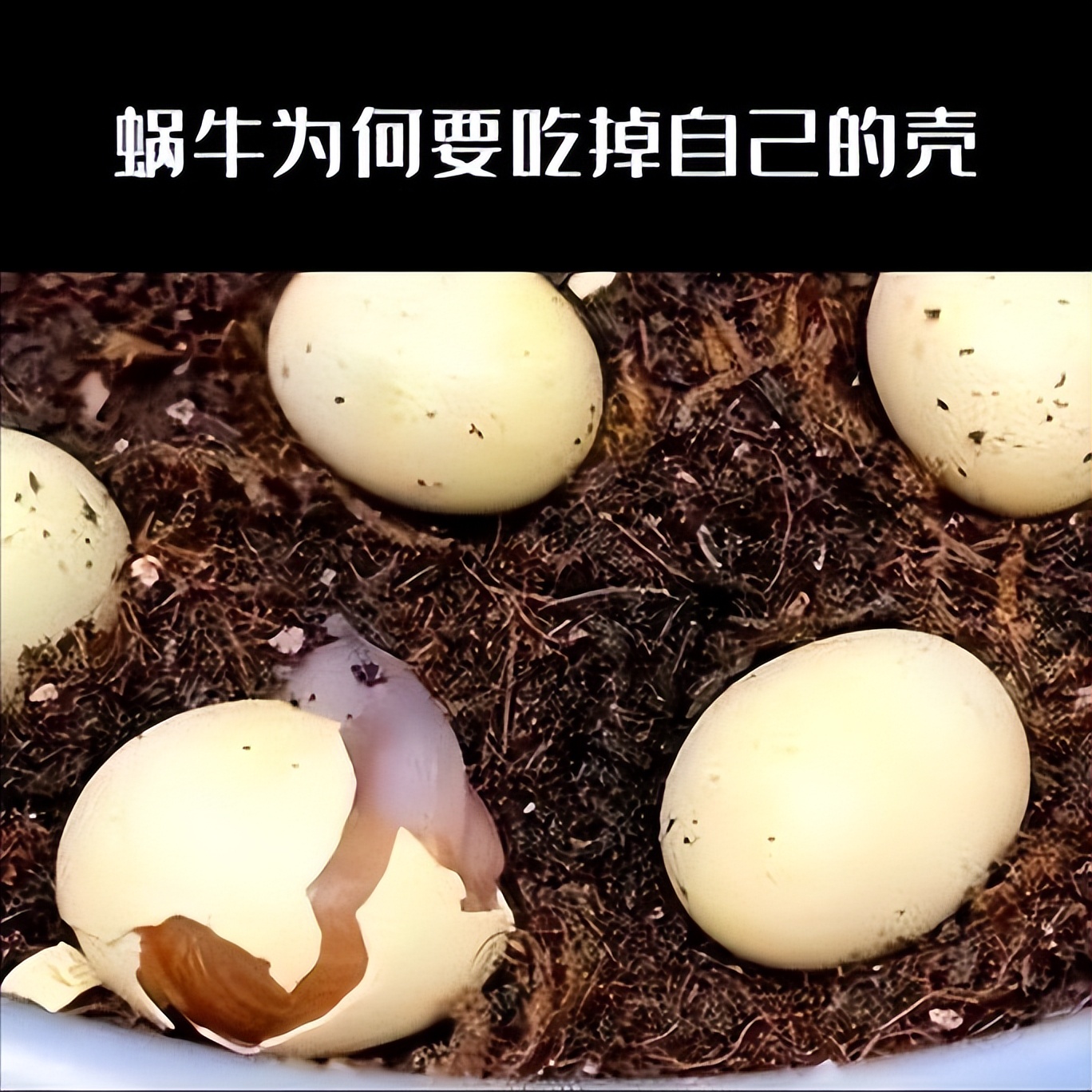 Why do newborn snails eat their own eggshells? iNEWS