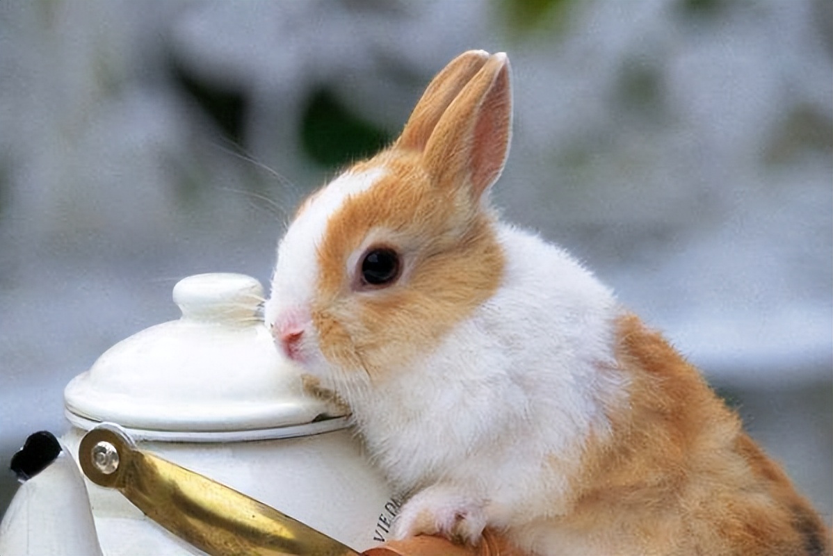 Can erythromycin be used for ringworm in rabbits? iNEWS