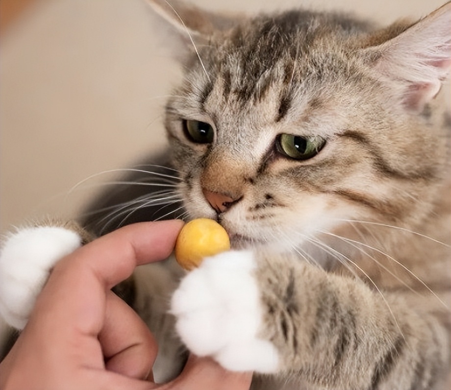 What happens to cats if they eat protein for a long time?It's not just indigestion iNEWS