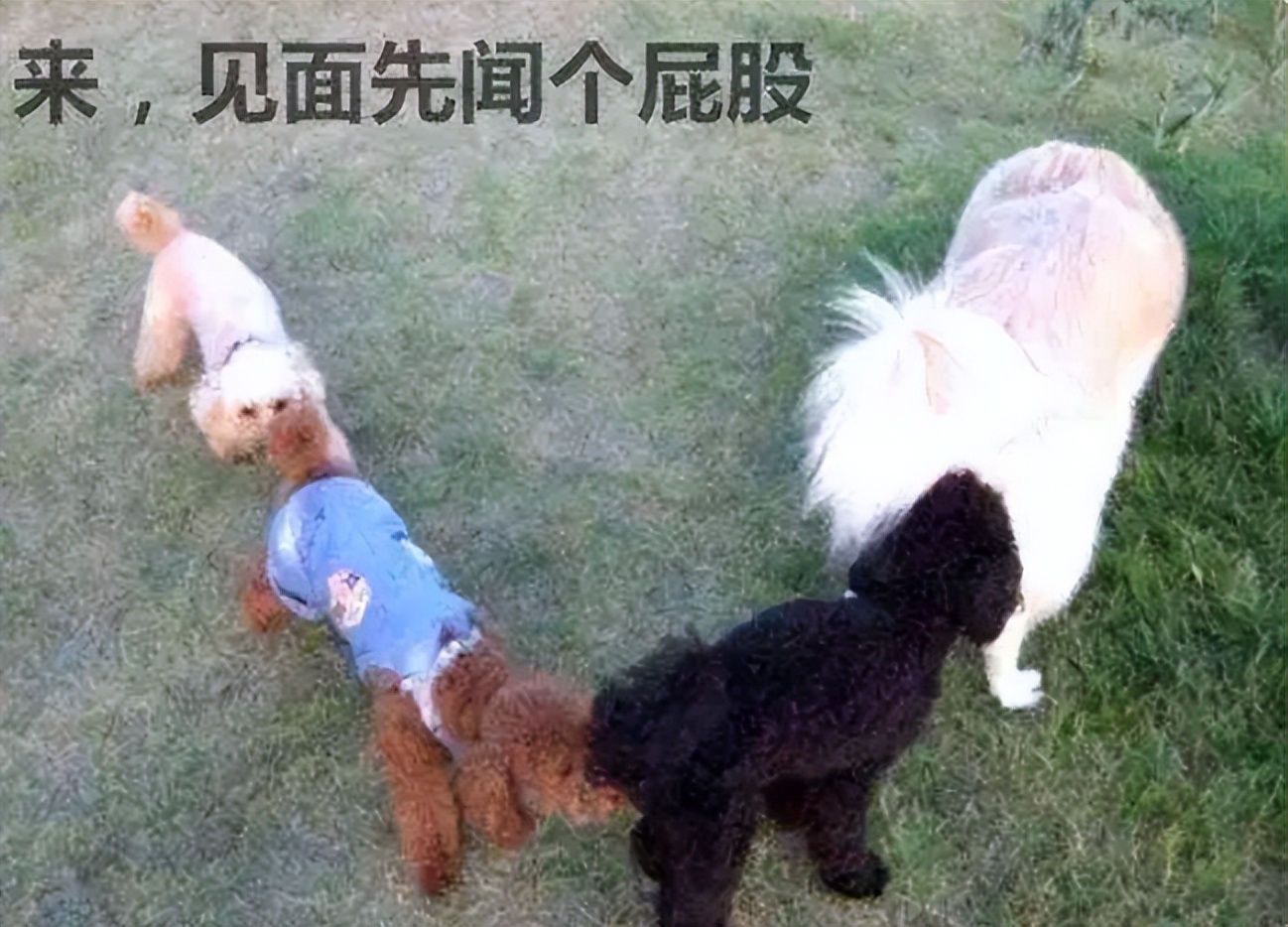 Why do animals smell each other's butts before mating?Is this some kind