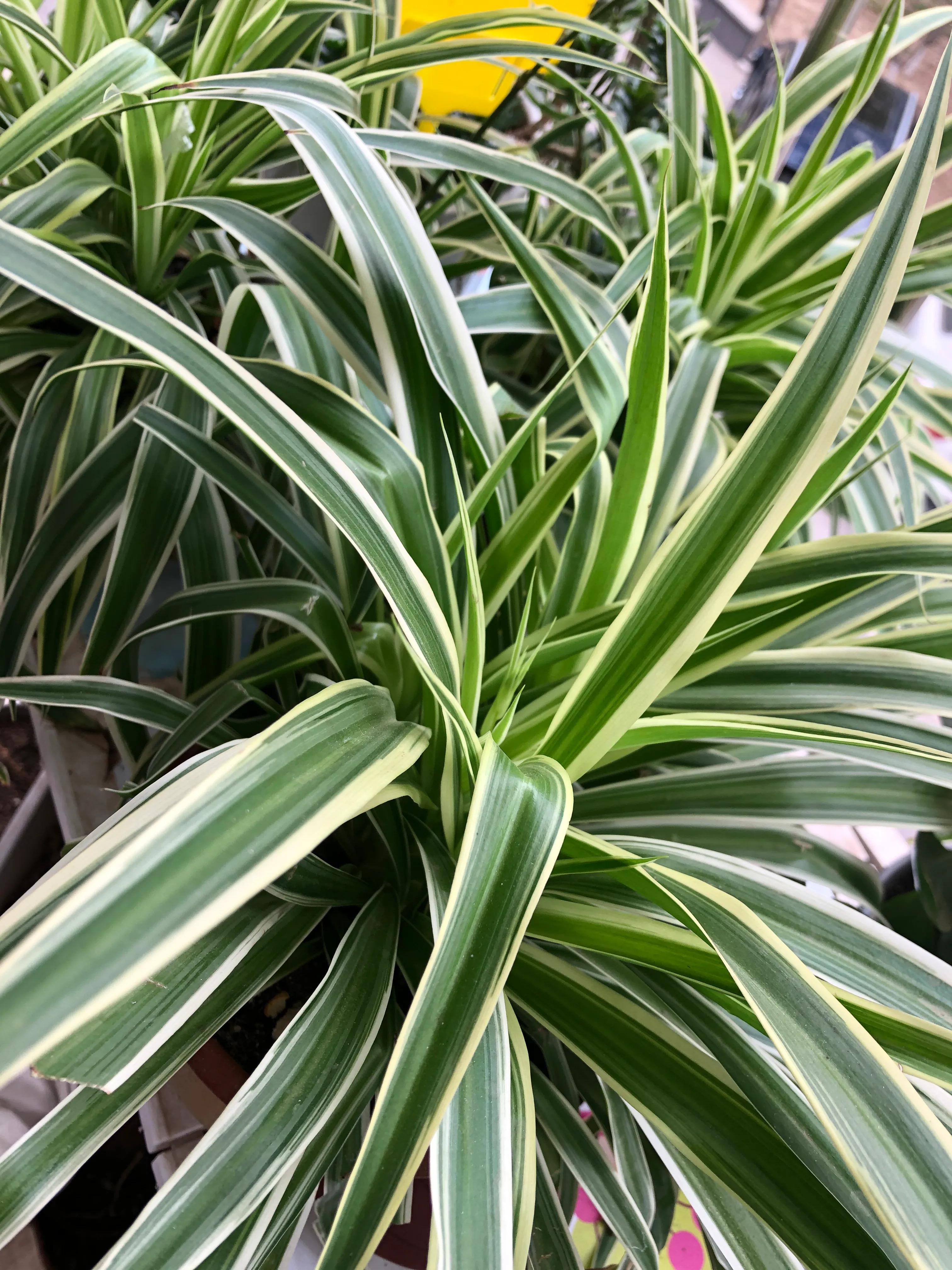 The flower seeds are so good, but there are too many troubles iMedia