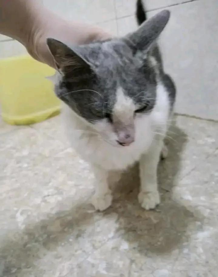 The mother cat ate the kitten and felt nauseous iNEWS