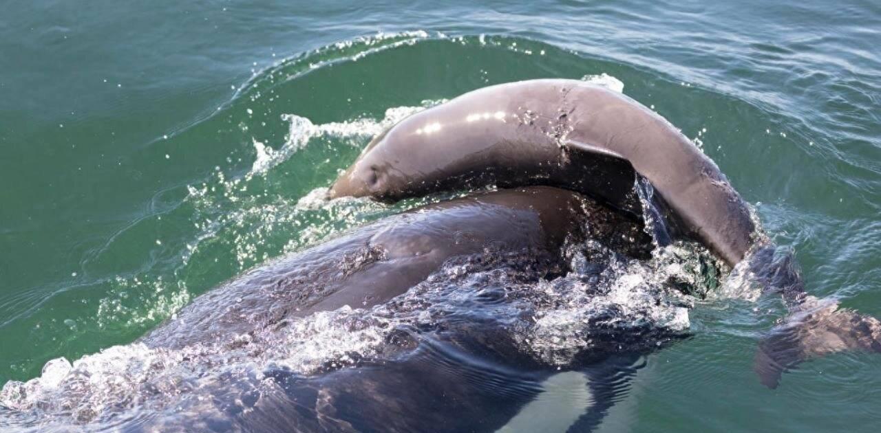 Lasts for over 60 years! Why do killer whales bully and even kill