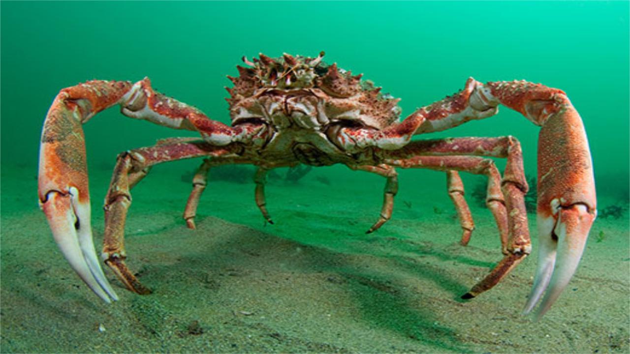 Nuclear pollution caused the Japanese "killer crab" with a mutant