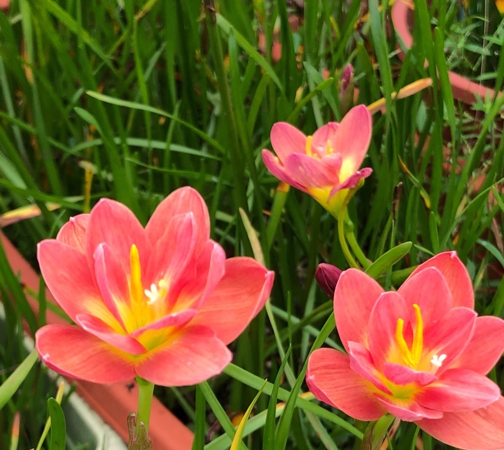 What are the best flowers to grow in autumn?Just raise "one kind", it