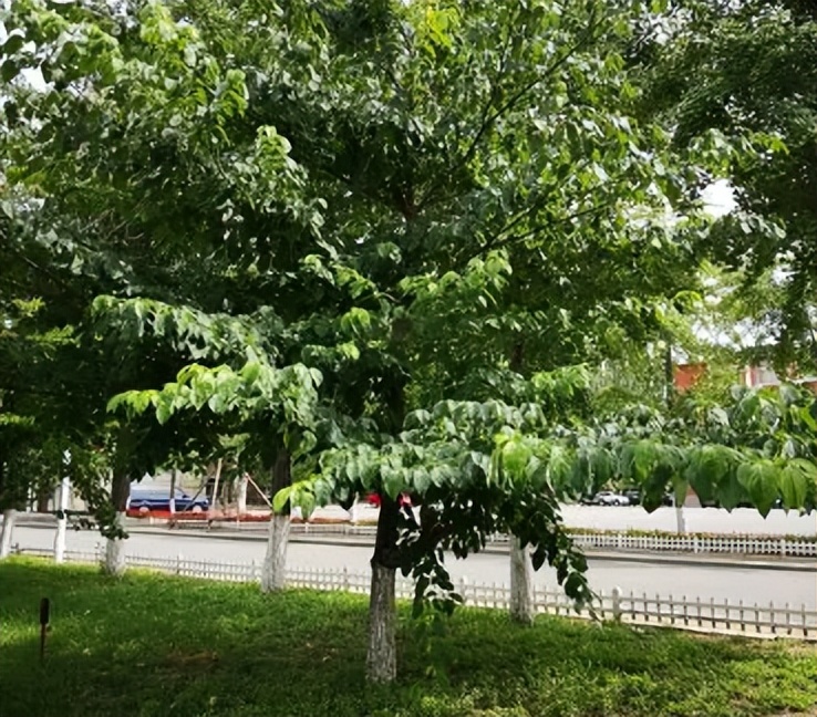 The Candlestick Tree A Miracle of Natural Beauty iMedia