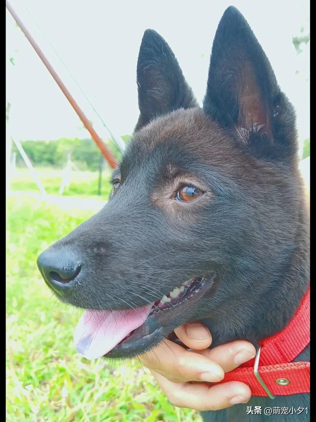 The video I posted earlier said that the dog that I had raised for 12