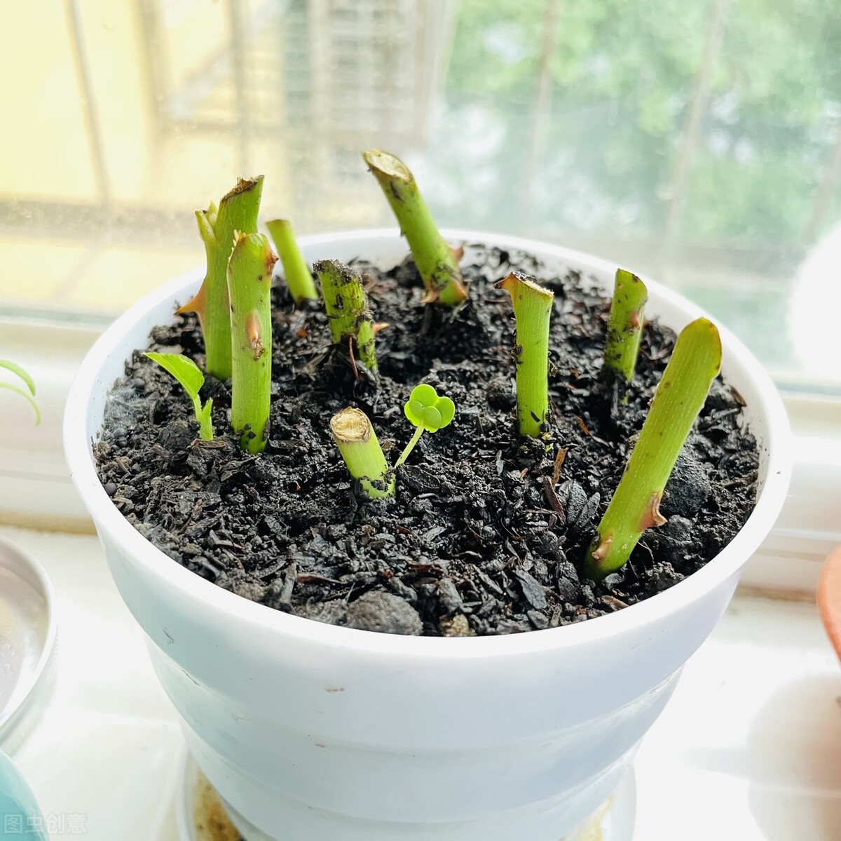 How to cut Chinese roses to take root quickly?3 nodes, carefully ...