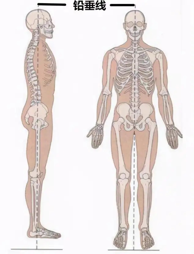 Stabilization Point Body How do we keep our bodies stable and balanced? - iNEWS