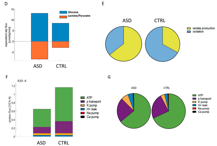 Proteomic phenotype and metabolic changes in brain organoids of autism ...