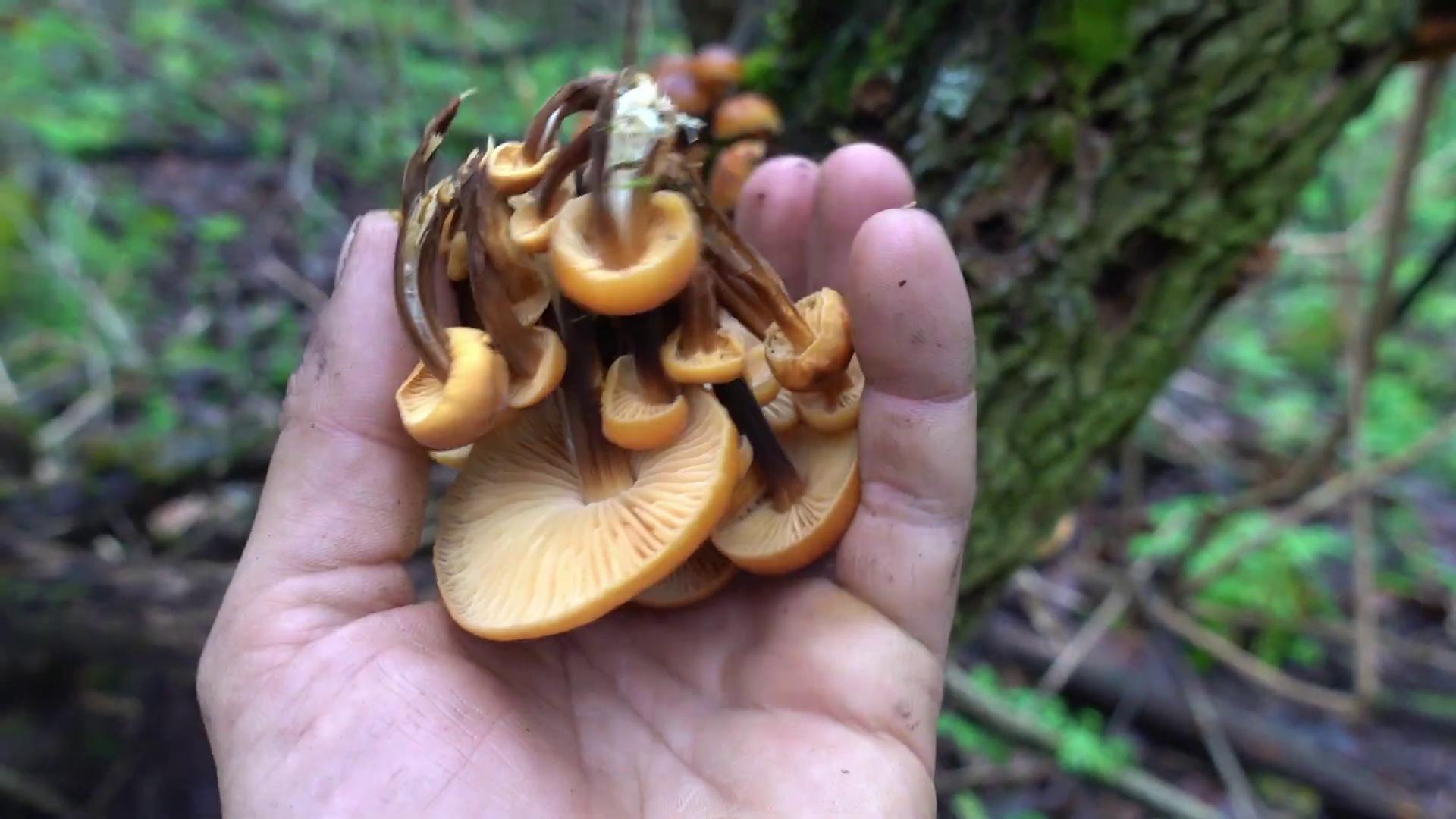 In the cold winter, mushrooms grow thick and white mushroom membranes