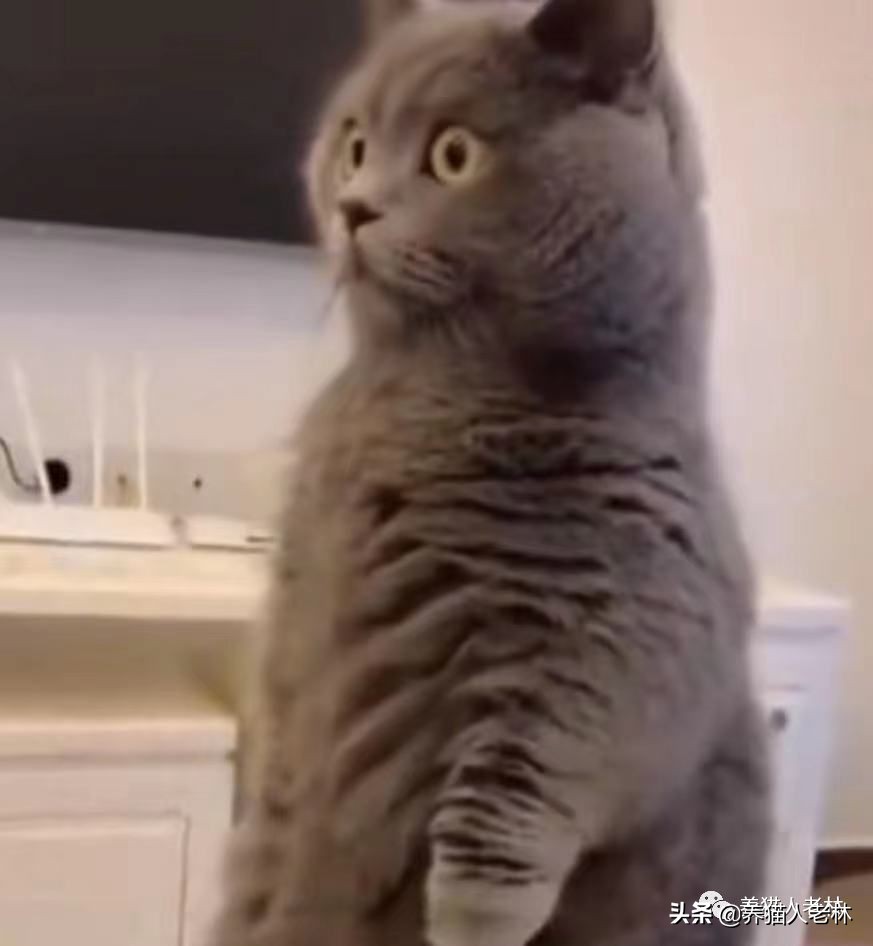 Why do cats like to follow their owners to the toilet? iNEWS