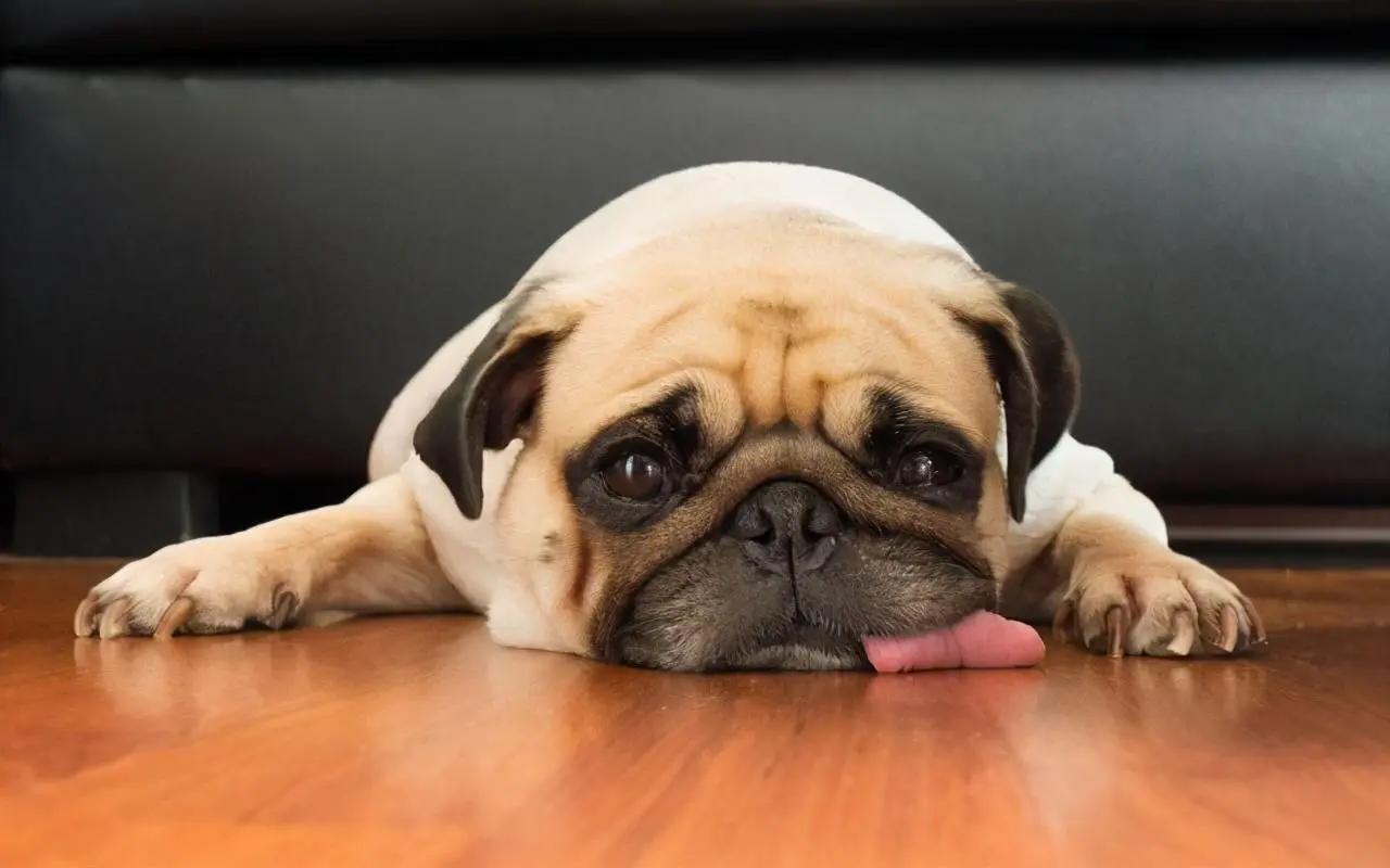 When dogs lick these places, there is something important to tell you