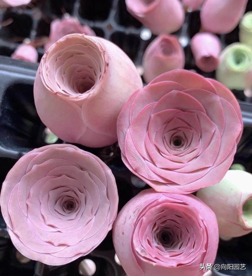 Mountain Roses Sas Mountain roses should not be watered in summer, as soon as they are ...