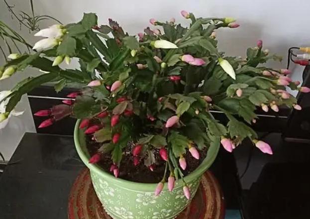 逛花市买盆栽 哪些举动是 自觉赚了便宜 却中了商家的套路 资讯咖