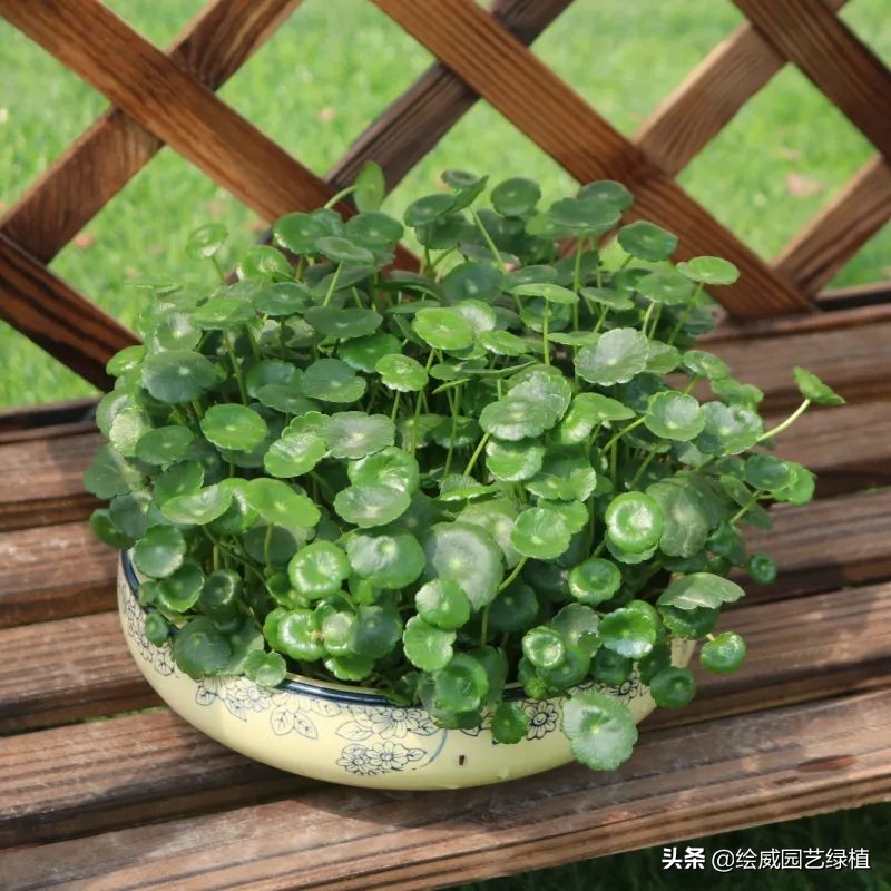 5 kinds of flowers that "can't die" iMedia